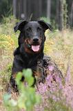BEAUCERON 413